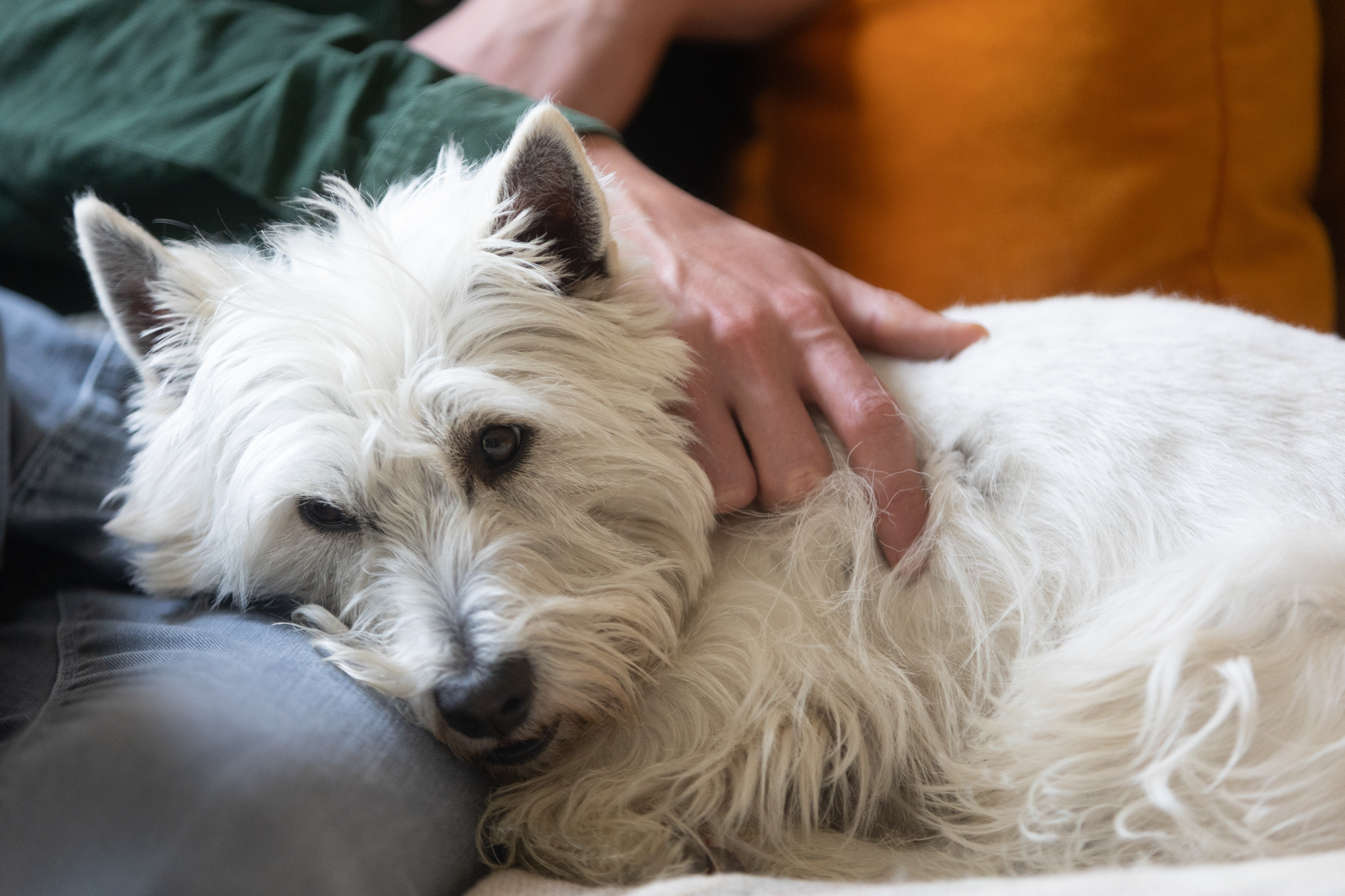 travel is one of the benefits of house sitting for sitters